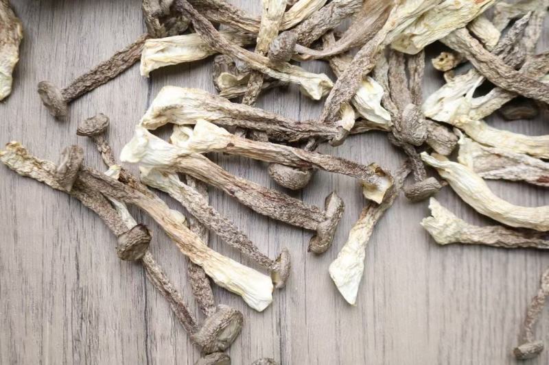 广州人鸿运A2精选实心鹿茸菌实心均匀货一件代发批发