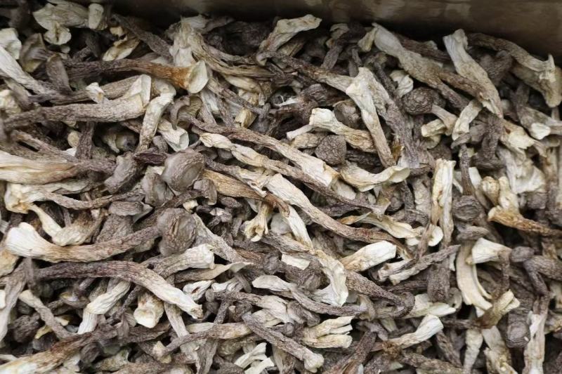 广州人鸿运A2精选实心鹿茸菌实心均匀货一件代发批发
