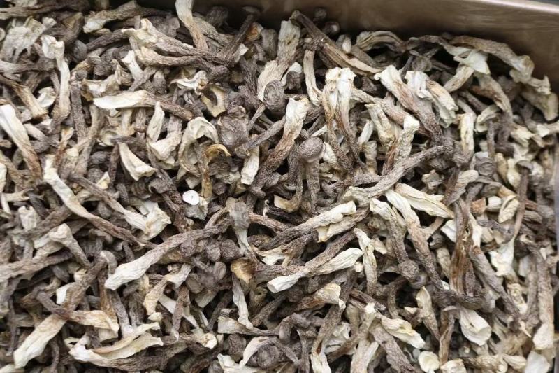 广州人鸿运A2精选实心鹿茸菌实心均匀货一件代发批发