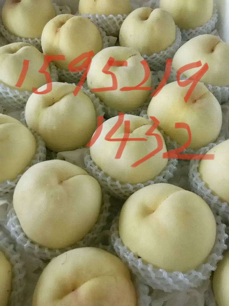 白桃白凤新沂水蜜桃新沂白桃专业代办拒绝二把刀