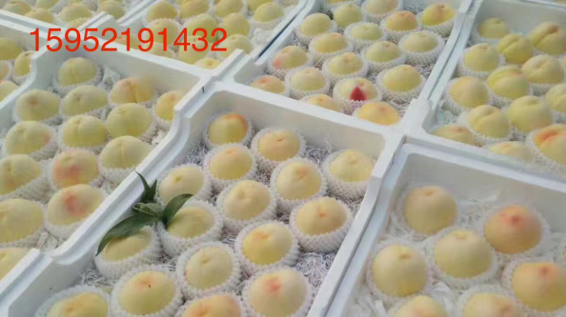 白桃白凤新沂水蜜桃新沂白桃专业代办拒绝二把刀