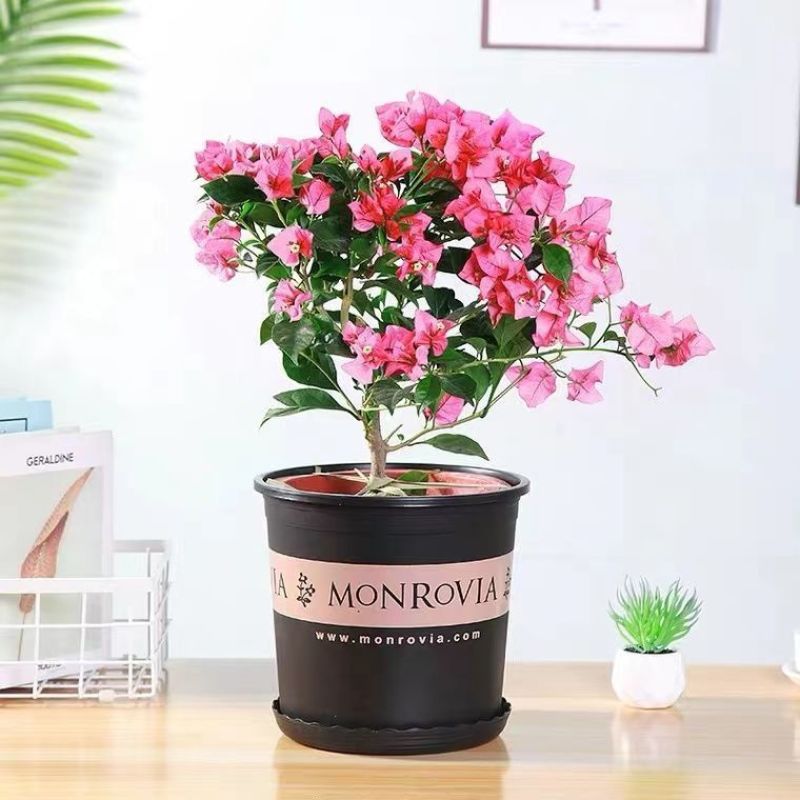 塑料花盆加仑盆特价清仓阳台绿萝盆栽月季吊兰花盆批发特大号
