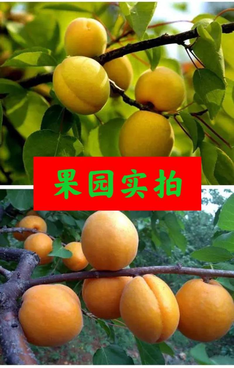 新鲜水果杏甜杏55MM以上产地现摘坏果包赔