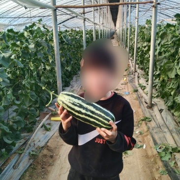 博洋9甜瓜