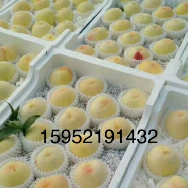 白桃白凤新沂水蜜桃新沂白桃专业代办拒绝二把刀