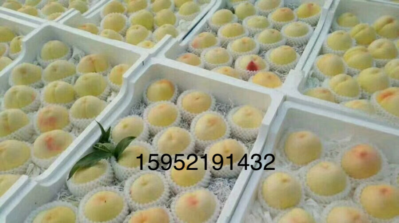 白桃白凤新沂水蜜桃新沂白桃专业代办拒绝二把刀
