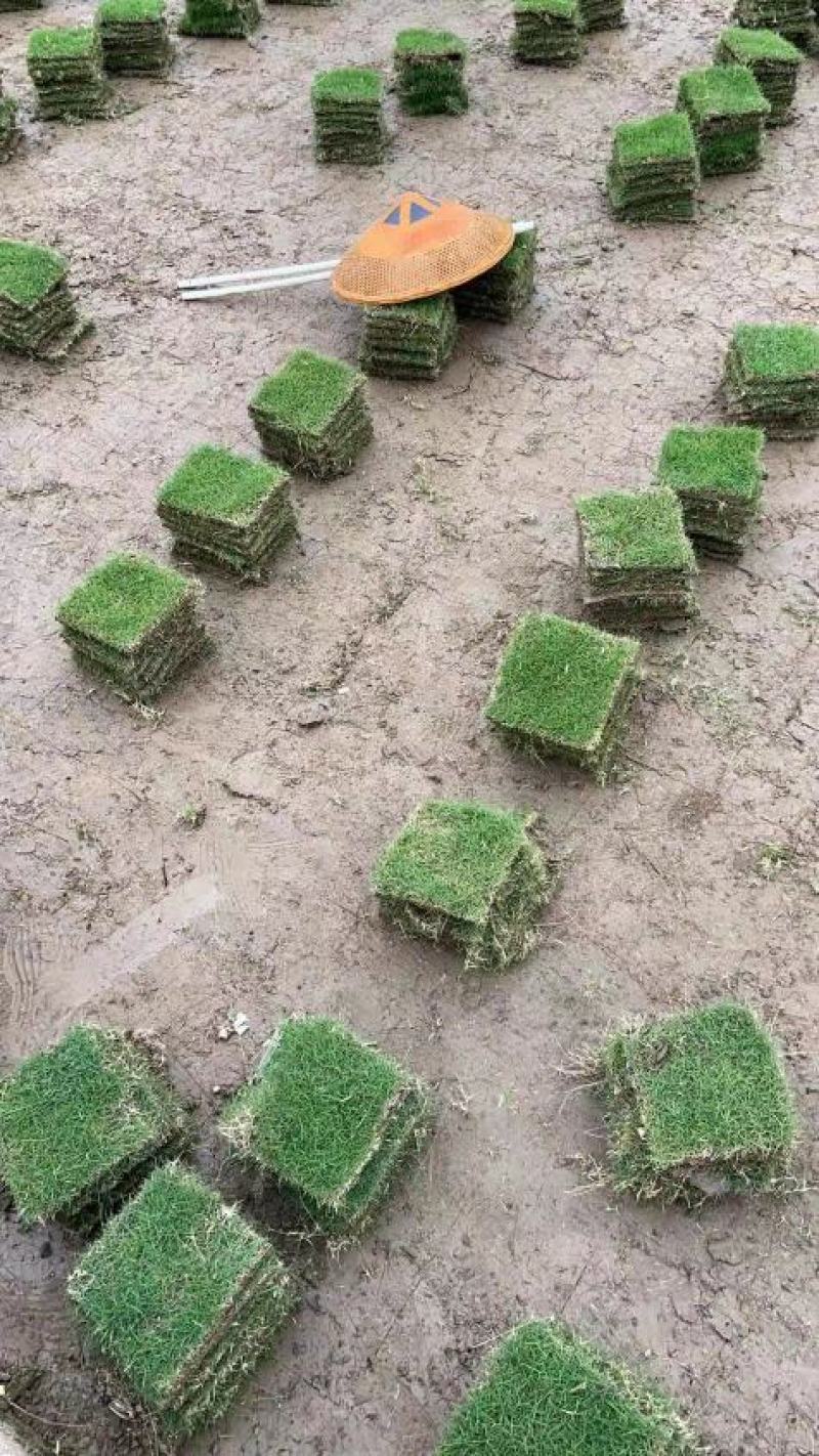 【规格齐全】马尼拉草皮多基地直供现铲现发量大可谈
