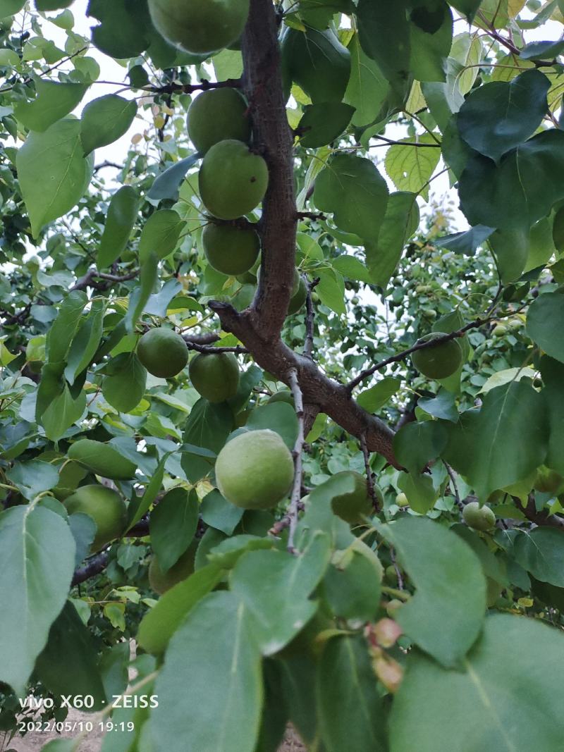金太阳杏