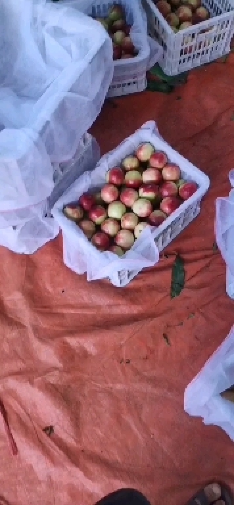 攀枝花油桃，五月阳光上市了，有需要的联系我