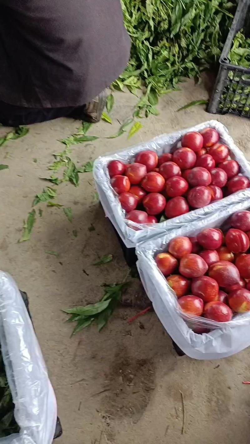 山西中油4号油桃大量上市了，有需要的速度联系了，
