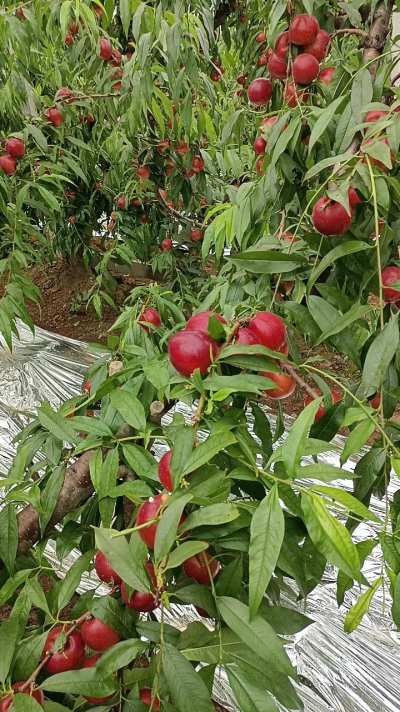 山西中油4号油桃大量上市了，有需要的速度联系了，