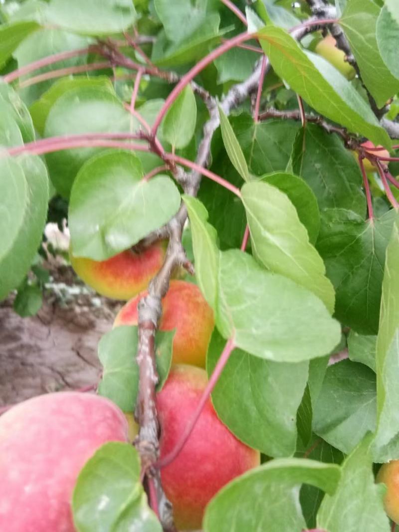 陕西秦杏，太平红杏，大量订货中，一手货源，全国供应，