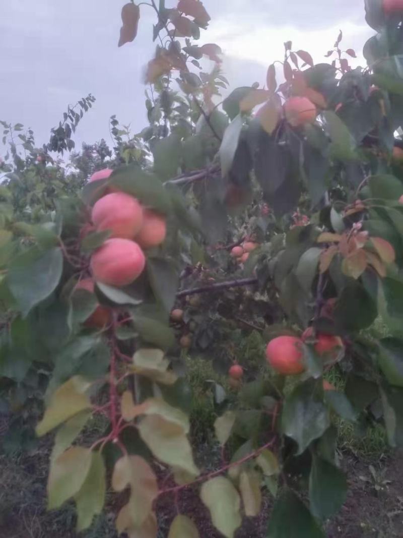 陕西秦杏，太平红杏，大量订货中，一手货源，全国供应，