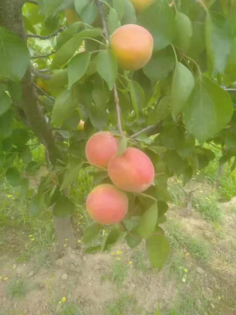 陕西秦杏，太平红杏，大量订货中，一手货源，全国供应，