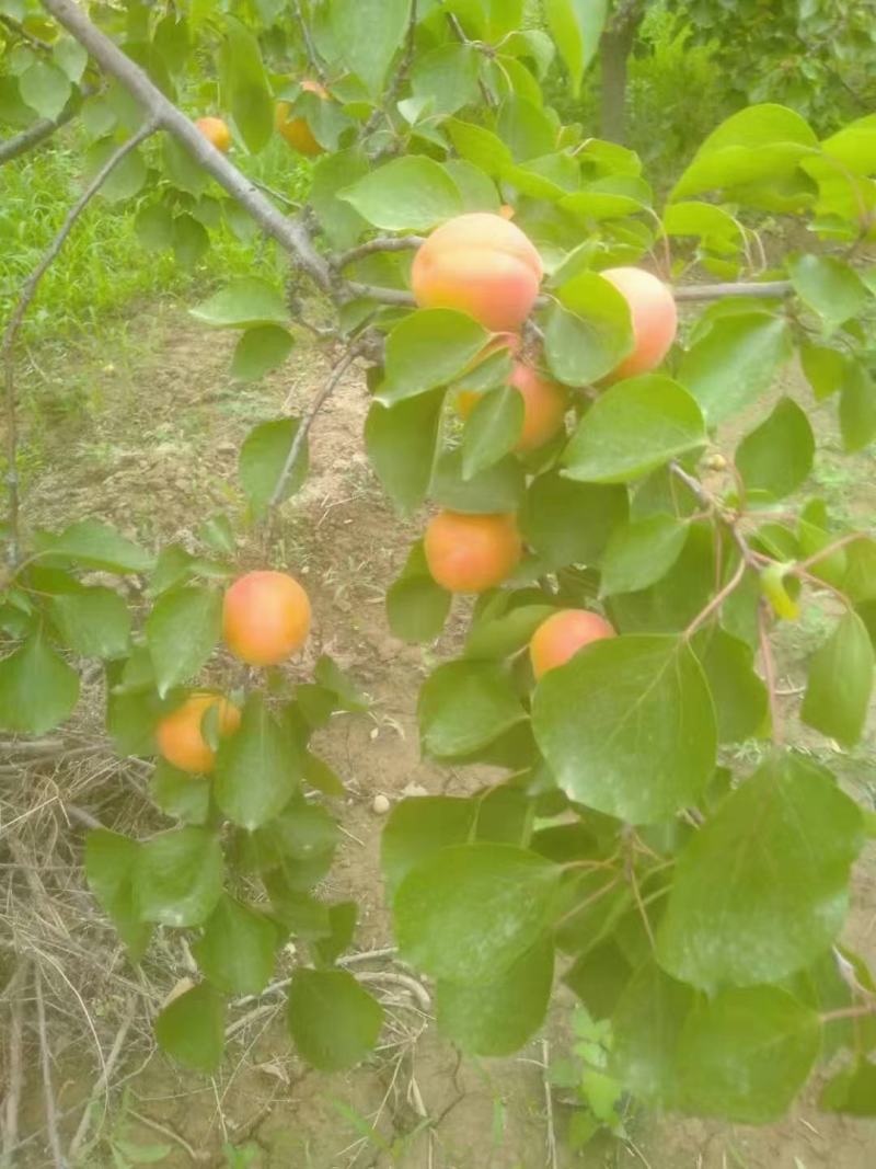 陕西秦杏，太平红杏，大量订货中，一手货源，全国供应，