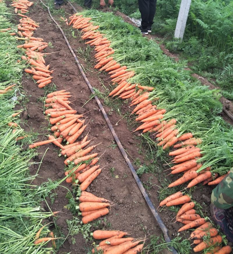 《实力》三红胡萝卜，福建胡萝卜，现货，各种包装，全国发货