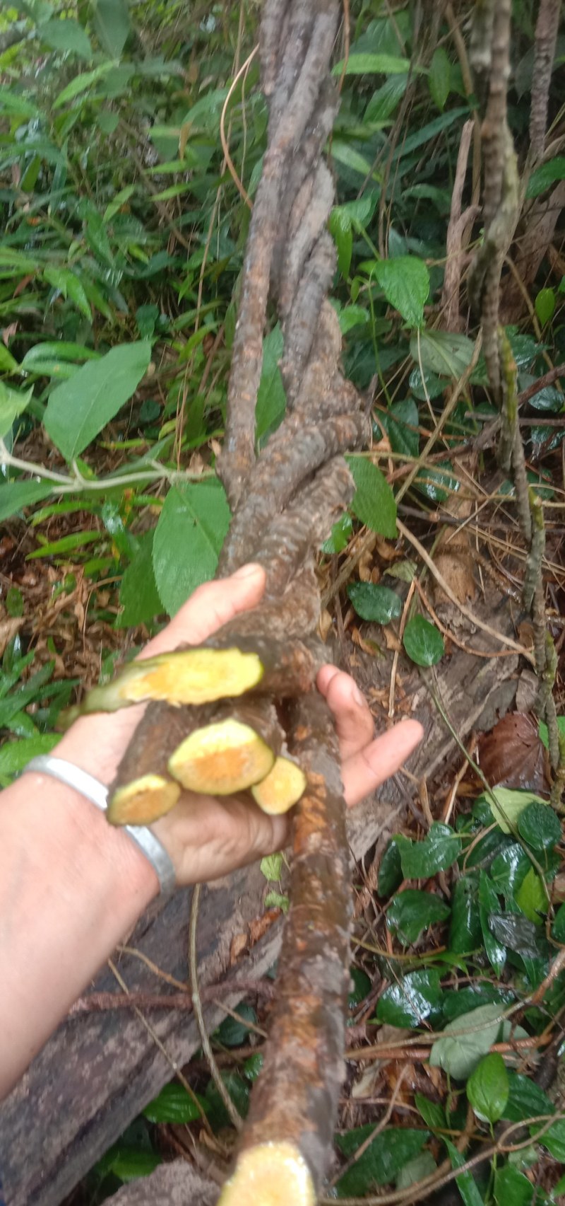 黑苦藤！云南野生鲜货湿货，不做假货，真正的野生货！