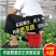 大棚随身墩塑料凳子地里干活多功能挖蒜小板凳懒人墩移动农用