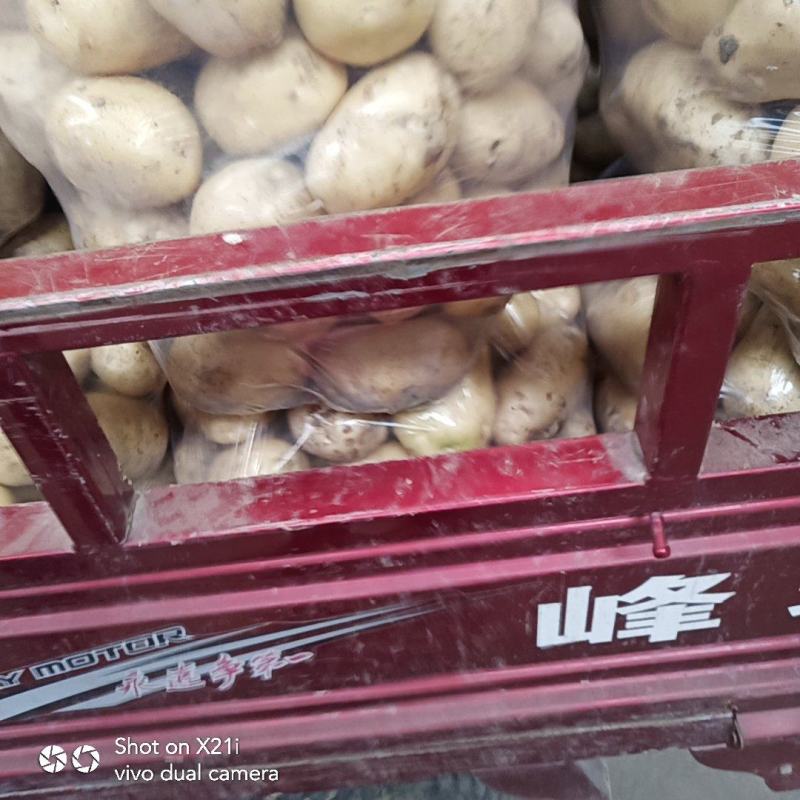 城固土豆黄皮白芯3两以上现在正在上市中量大