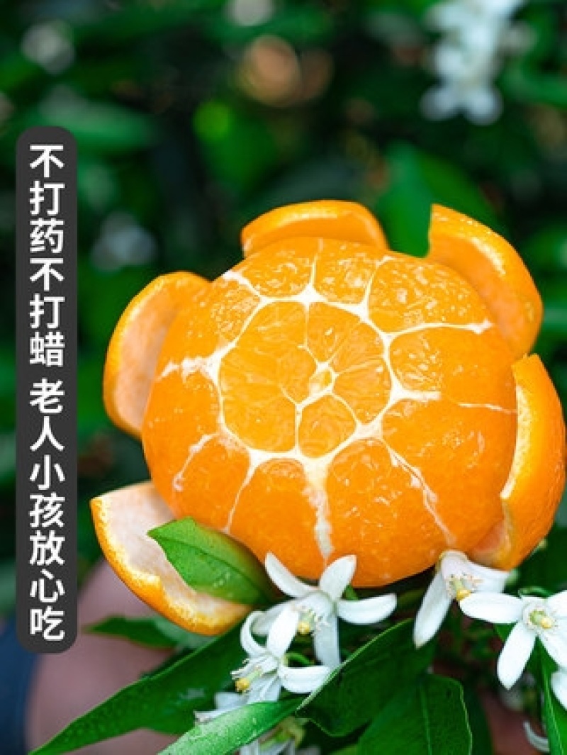 【牛商优选】云南冰糖橙产地批发新鲜采摘水分足精选