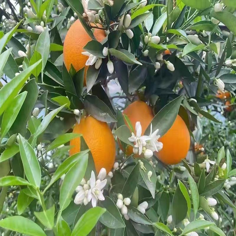 【牛商优选】云南冰糖橙产地批发新鲜采摘水分足精选