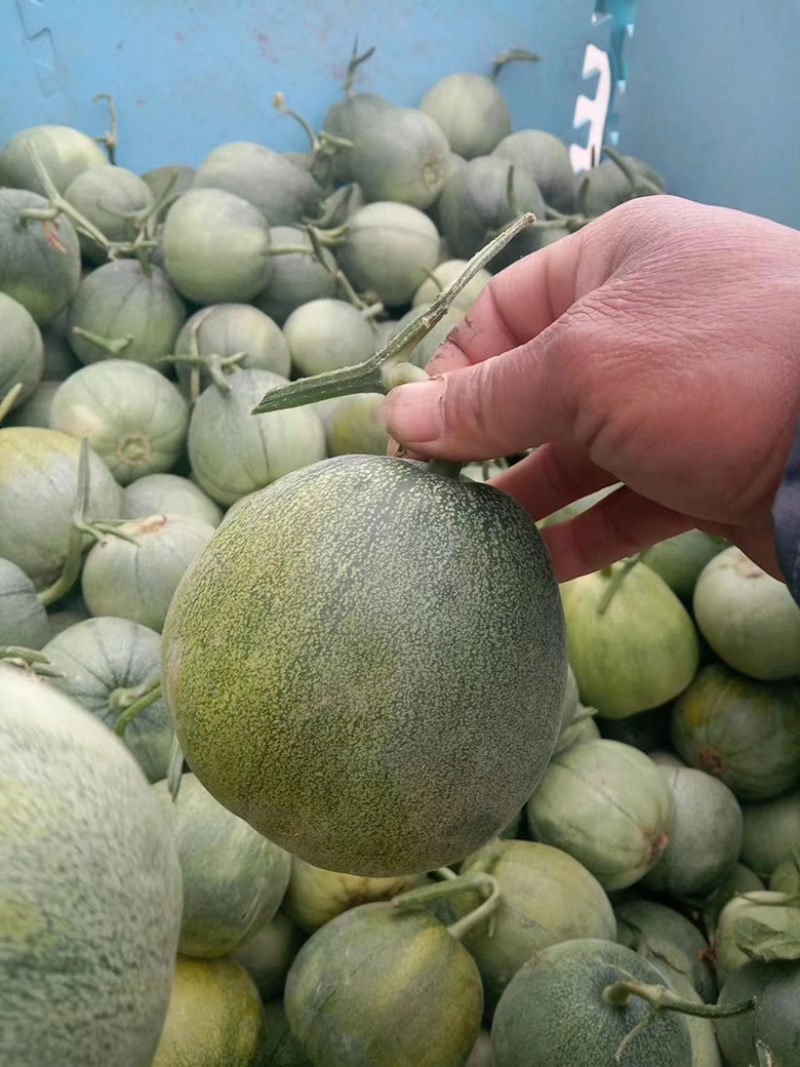 山东单县甜瓜大量上市，货源充足，瓜甜可口，种植经验丰富
