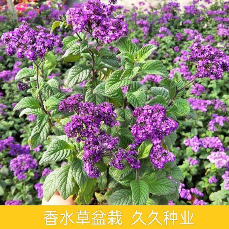 香水花盆栽花苗香水兰带花浓香味庭院花园阳台植物耐热好养