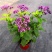 香水花盆栽花苗香水兰带花浓香味庭院花园阳台植物耐热好养