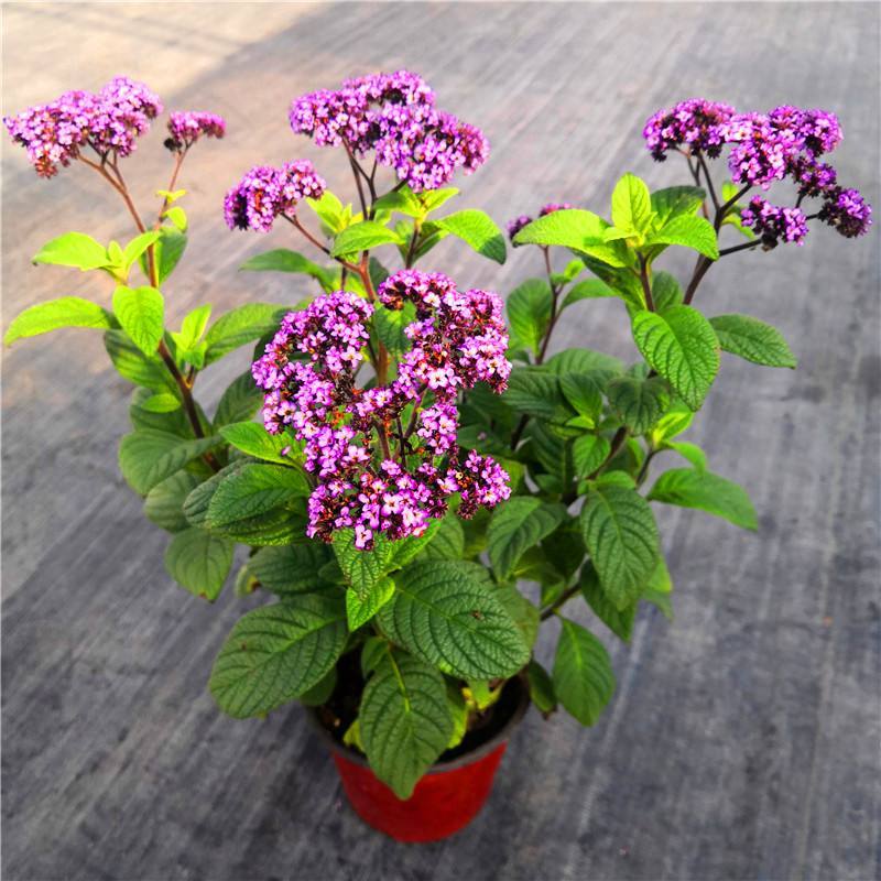 香水花盆栽花苗香水兰带花浓香味庭院花园阳台植物耐热好养