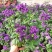 香水花盆栽花苗香水兰带花浓香味庭院花园阳台植物耐热好养