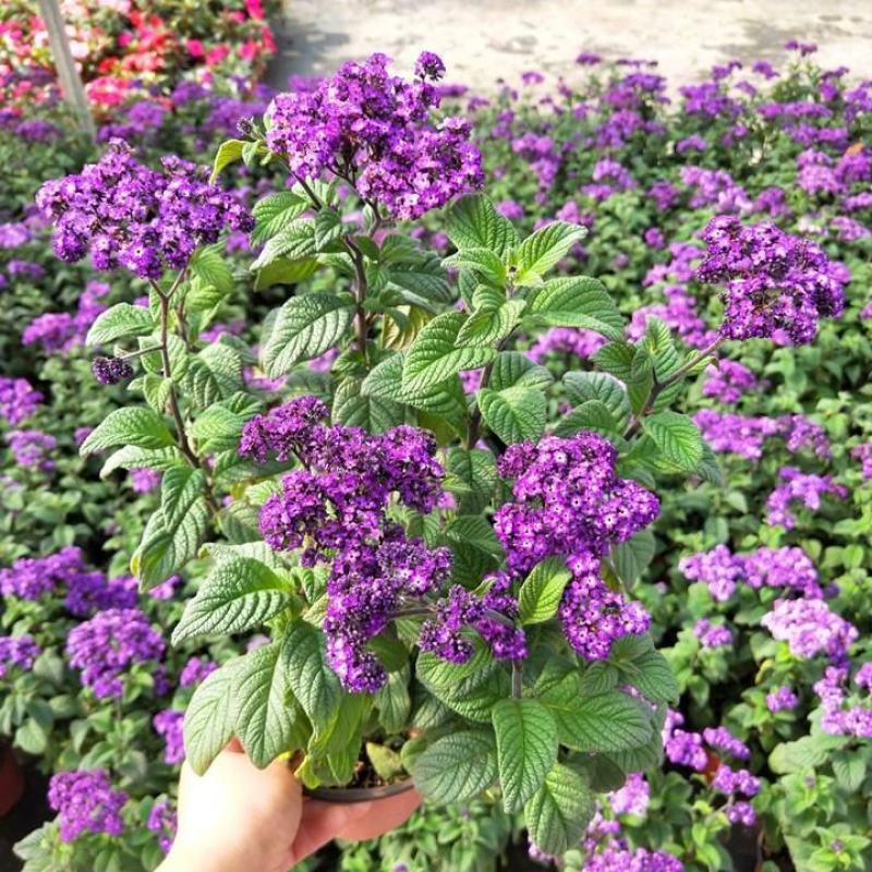 香水花盆栽花苗香水兰带花浓香味庭院花园阳台植物耐热好养