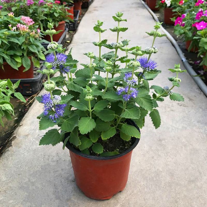 香水花盆栽花苗香水兰带花浓香味庭院花园阳台植物耐热好养