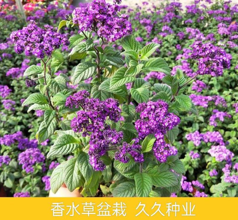 香水花盆栽花苗香水兰带花浓香味庭院花园阳台植物耐热好养