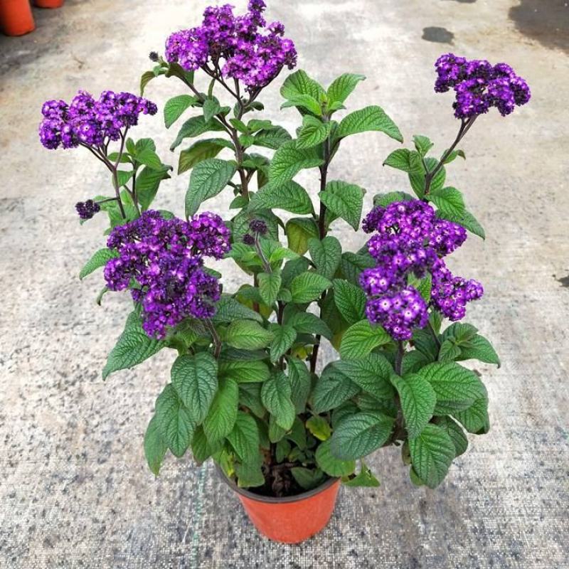 香水花盆栽花苗香水兰带花浓香味庭院花园阳台植物耐热好养