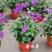 香水花盆栽花苗香水兰带花浓香味庭院花园阳台植物耐热好养