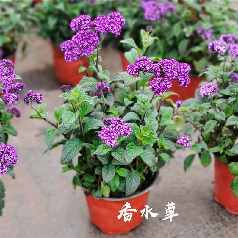 香水花盆栽花苗香水兰带花浓香味庭院花园阳台植物耐热好养