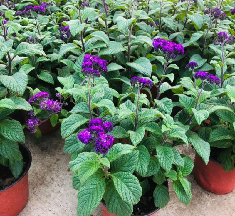 香水花盆栽花苗香水兰带花浓香味庭院花园阳台植物耐热好养