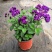 香水花盆栽花苗香水兰带花浓香味庭院花园阳台植物耐热好养