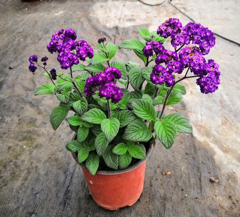 香水花盆栽花苗香水兰带花浓香味庭院花园阳台植物耐热好养