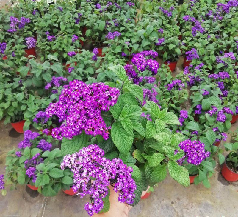 香水花盆栽花苗香水兰带花浓香味庭院花园阳台植物耐热好养