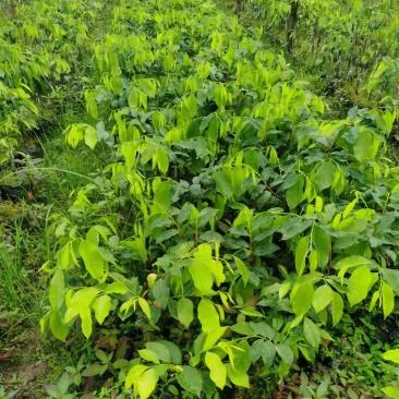 沉香苗，奇楠苗（红骨凹身大叶糖结），靓苗带营土，价格优惠