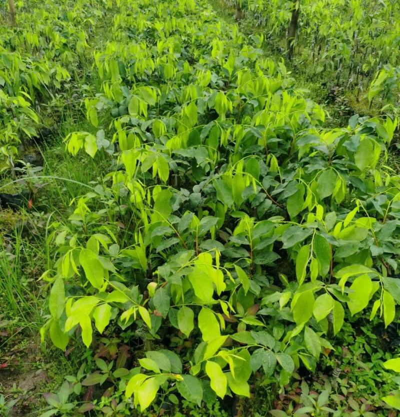 沉香苗，奇楠苗（红骨凹身大叶糖结），靓苗带营土，价格优惠