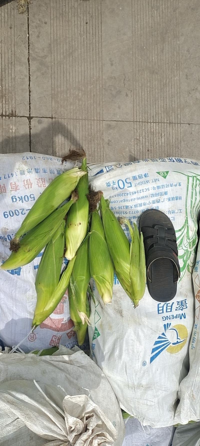 糯玉米