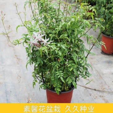 素馨花盆栽花卉植物庭院花苗绿植净化空气耐热耐寒多年生