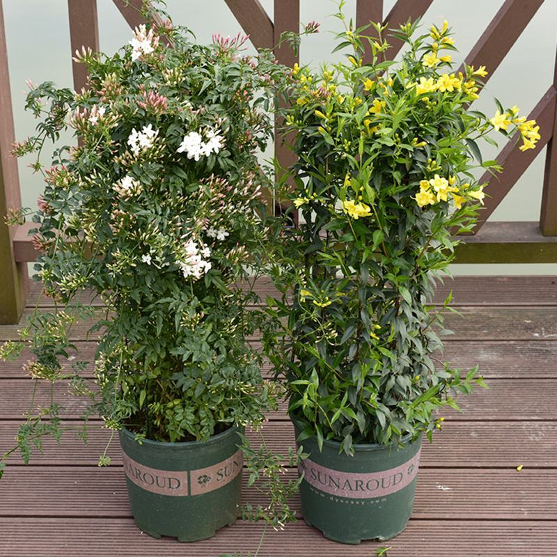 素馨花盆栽花卉植物庭院花苗绿植净化空气耐热耐寒多年生