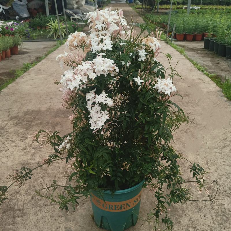 素馨花盆栽花卉植物庭院花苗绿植净化空气耐热耐寒多年生