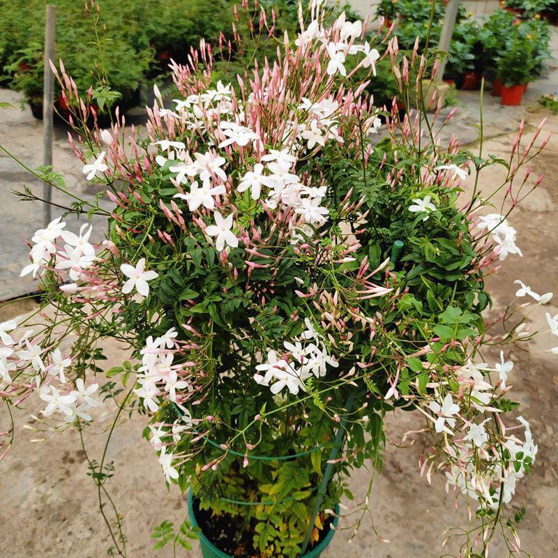 素馨花盆栽花卉植物庭院花苗绿植净化空气耐热耐寒多年生