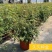 素馨花盆栽花卉植物庭院花苗绿植净化空气耐热耐寒多年生
