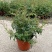 素馨花盆栽花卉植物庭院花苗绿植净化空气耐热耐寒多年生