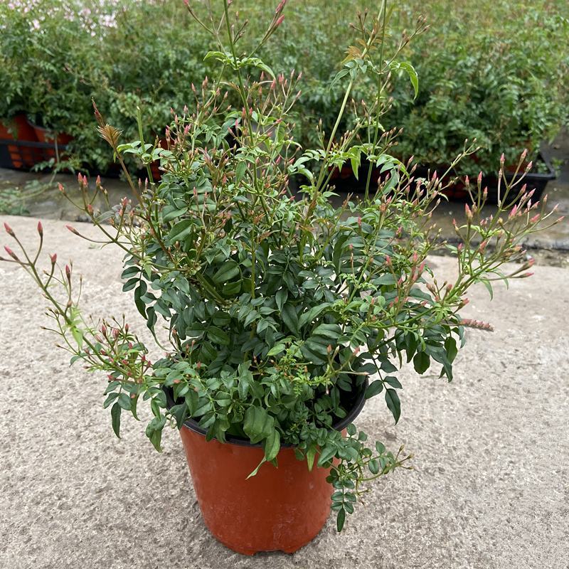 素馨花盆栽花卉植物庭院花苗绿植净化空气耐热耐寒多年生